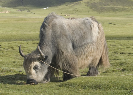 Yak bull Tibet Spring Brook Ranch